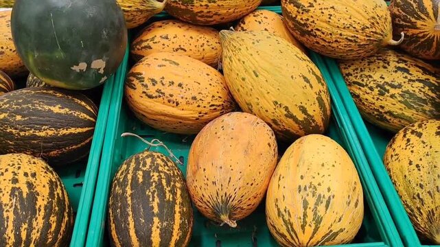 Yellow fresh striped melons in boxes on sale in the store