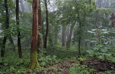 Sanftes Licht am Morgen nach Regen, frisches Grün im Juli bei Nebel und Dunst, alter Mischwald 