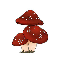 Red mushroom or (Amanita muscaria) cartoon illustration for autumn or fall on transparent background