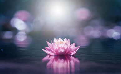 Pink lotus flower in water with sunshine
