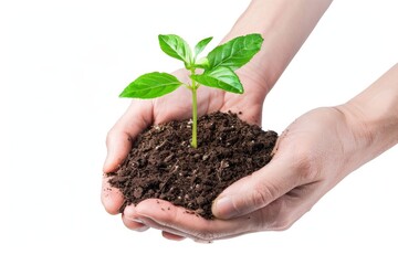 Hands holding a small green plant seedling in soil. A close-up symbolic image of nurturing growth. Ideal for environmental and ecological themes. White background for emphasis. Generative AI