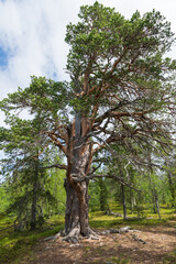 Porjustallen, 800 year old pine tree in Jokkmokk, Lappland, Sweden