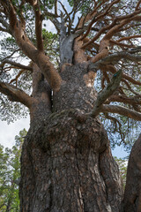 Porjustallen, 800 year old pine tree in Jokkmokk, Lappland, Sweden