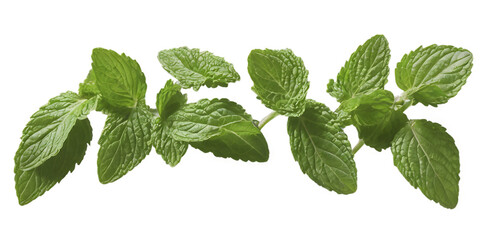 A visually appealing image featuring fresh mint leaves floating in mid-air against a transparent background. 