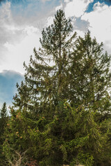 Landscapes - Macro  - Forest - Europe, Romania, Suceava region