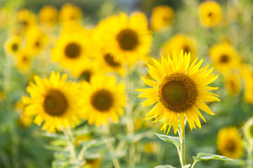 夏のひまわり畑