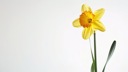 Stunning High-Contrast Image of Vibrant Daffodil Blossom on Pure White Background
