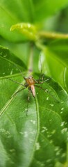 Macro Photography Of A Spider On A Leaf