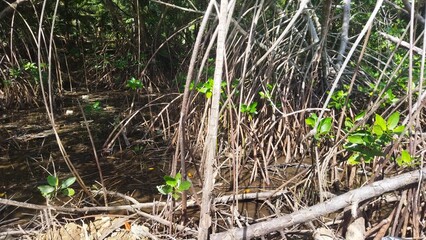 Mangrove forest plants with thick roots