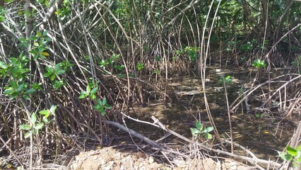 Mangrove forest plants with thick roots