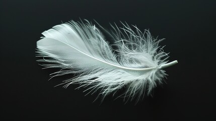 Ethereal Beauty - Close-up of Delicate White Feather with Intricate Barbs on Dark Background for Elegant Design Concepts