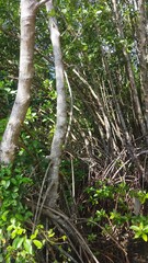 Fototapeta premium Mangrove forest plants with thick roots