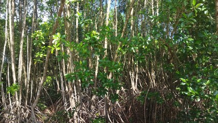 Mangrove forest plants with thick roots