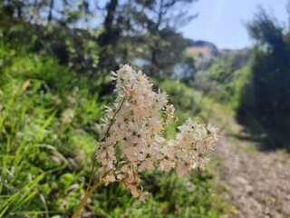 Close-up of the flower on the rock
