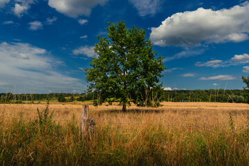 Baum im Weizenfeld mit blauem Himmel und Wolken