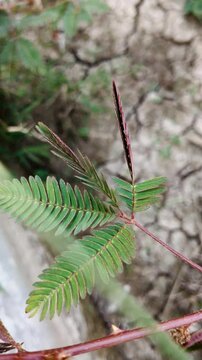 Putri malu plant (mimosa pudica) is a strange plant, when it touches its leaves it will close automaticallyThis plant can be a herbal medicine.
