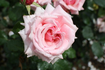 Rose pâle