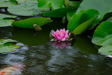 勧修寺の氷室の池の睡蓮と鯉