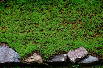 寺院の庭の苔