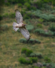 a short toed eagle flying in the pyrenees.