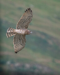 a short toed eagle flying in the pyrenees.