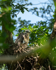 young buzzard baby sitting on a nest. watching and calling for its mother. 
