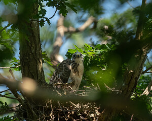 young buzzard baby sitting on a nest. watching and calling for its mother. 
