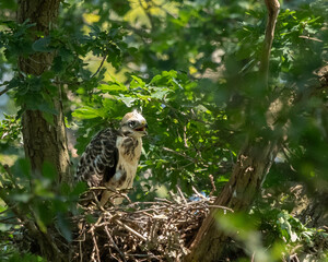 young buzzard baby sitting on a nest. watching and calling for its mother. 
