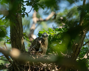 young buzzard baby sitting on a nest. watching and calling for its mother. 
