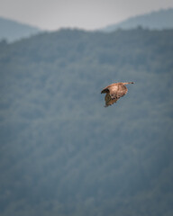 a short toed eagle flying in the pyrenees.