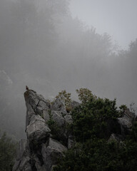 flying buzzard in the pyrenees