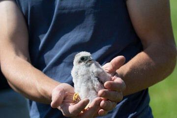 A kestrel being ringed and weighted.