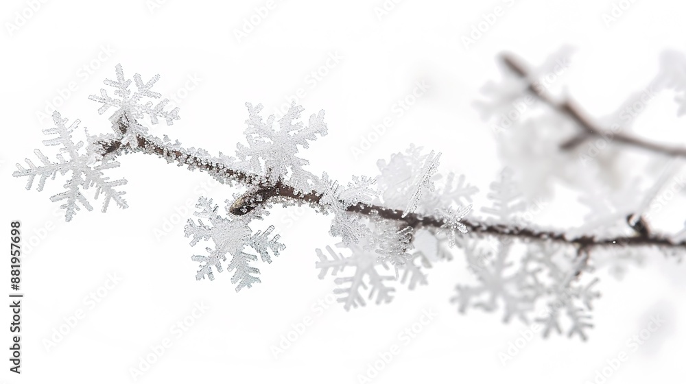 Poster delicate snowflakes on twig in soft light on white background, macro photography with high contrast 