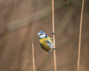 a blue tit on reed foraging. photo made in The Oostvaardersplassen, The netherlands