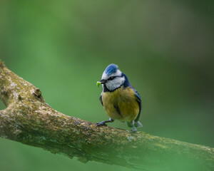 a blue tit on a branch
