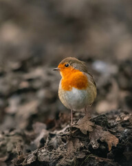 a robin foraging on the ground in The Netherlands.