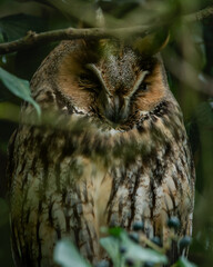 a long eared owl sleeping in a coniferous tree.