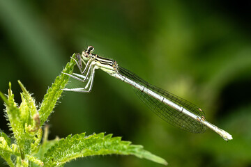 Blaue Federlibelle  (Platycnemis pennipes)