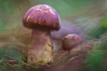 Red cap mushrooms in a coniferous forest in the Gorbea Natural Park, Bizkaia
