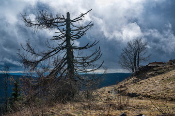 Tree silhouette in spring fog on top of hill, Plesivec.