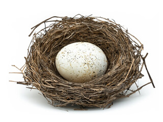 quail egg in the nest.