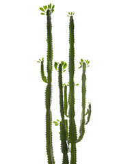 Euphorbia trigona (African milk tree) isolated on white background