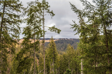 Fototapeta premium Landscapes - Forest - Europe, Romania, Suceava region