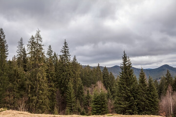 Landscapes -  Forest - Europe, Romania, Suceava region