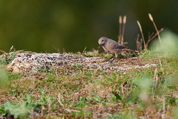 Black redstart female bird searching for insects (Phoenicurus ochruros)