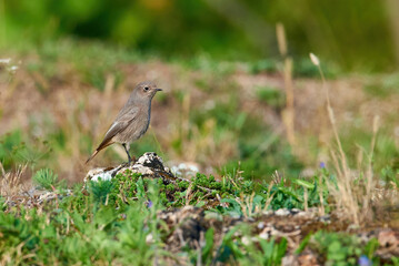 Black redstart female bird (Phoenicurus ochruros)