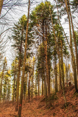 Obraz premium Landscapes - Forest - Europe, Romania, Suceava region
