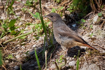 Black redstart female bird (Phoenicurus ochruros)