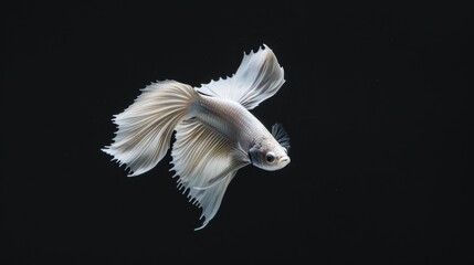 Fototapeta premium Photograph of white platinum fighting fish or Siamese fighting fish in motion isolated on black background.