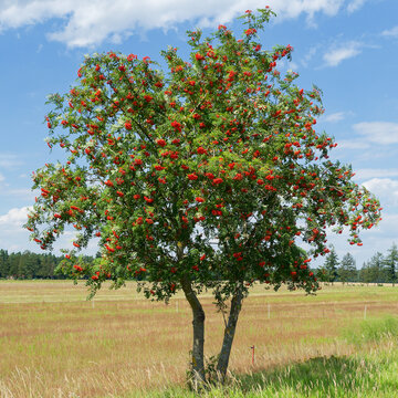 Eberesche